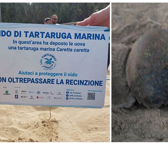 22062024 nido tartarughe caretta caretta