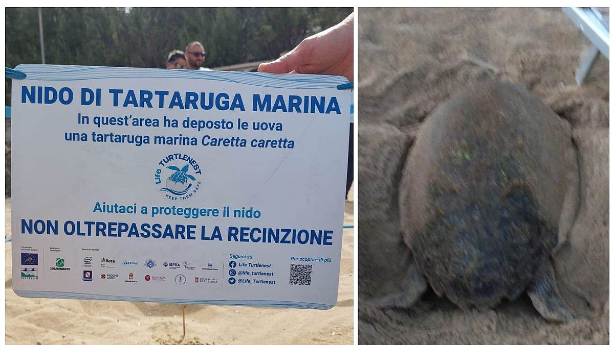 22062024 nido tartarughe caretta caretta 22062024 nido tartarughe caretta caretta