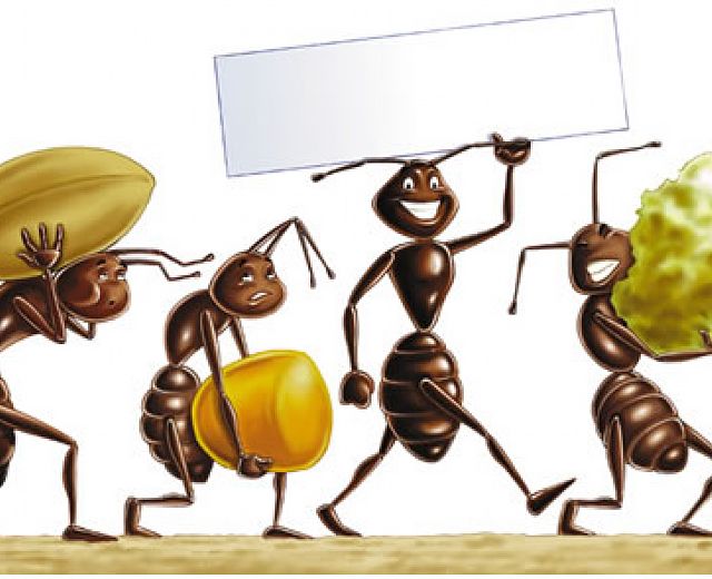 22072014 formiche per la casa 22072014 formiche per la casa