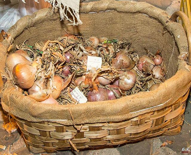 22072015 festa della cipolla