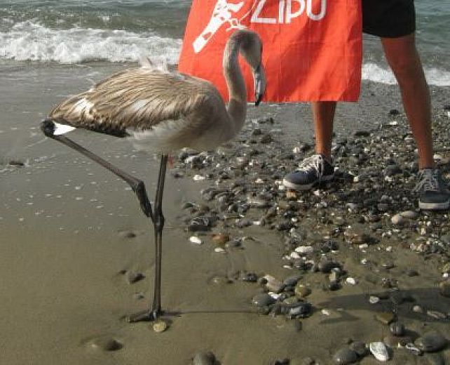 22092014 fenicottero salvato testata 22092014 fenicottero salvato testata