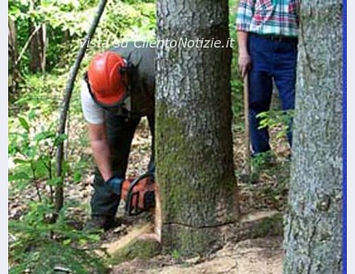 22102012 FOTO taglio bosco