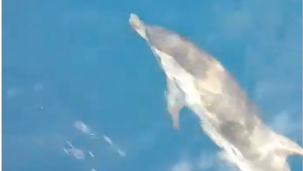 22102017 corsa dei delfini