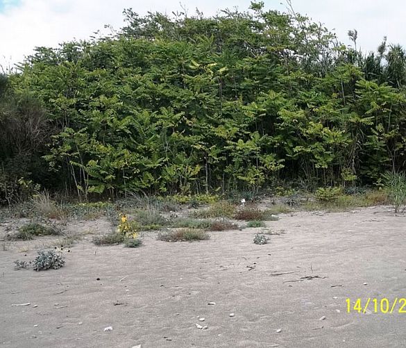 22102018 ailanto pianta cilento
