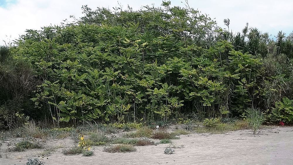 22102018 ailanto pianta cilento