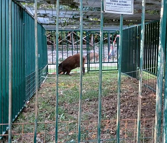22102021 cattura cinghiali mercatosanseverino