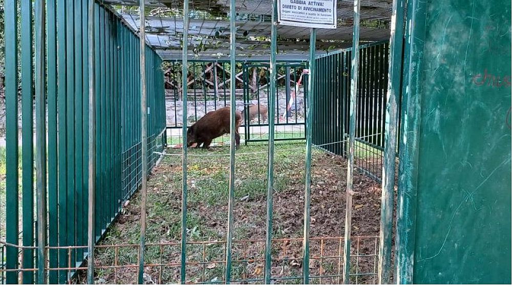 22102021 cattura cinghiali mercatosanseverino 22102021 cattura cinghiali mercatosanseverino