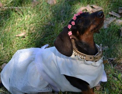 22112012 Foto Dogaddict