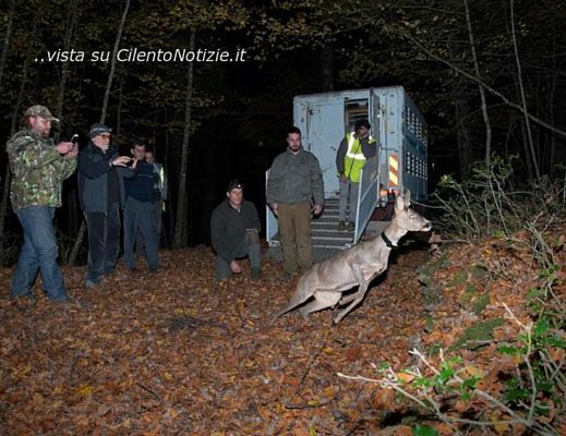22112015 capriolo italico nel cilento