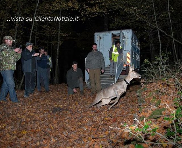 22112015 capriolo italico nel cilento