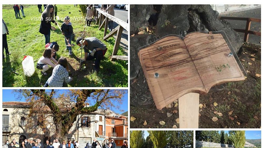 22112021 padula giornata dell albero 22112021 padula giornata dell albero