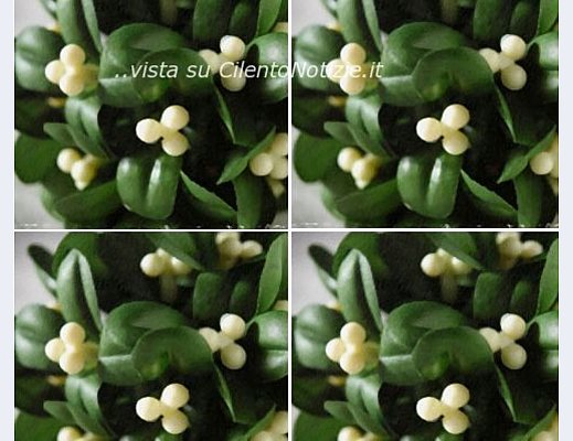 Marisa-Russo foto - 22122012 vischio natale