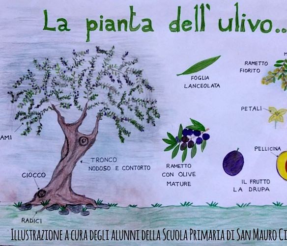 22122017 La pianta dell'ulivo