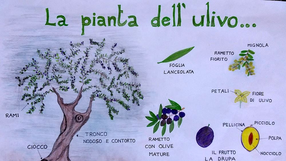 22122017 La pianta dell'ulivo