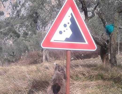 23022015 cinghiale ucciso1
