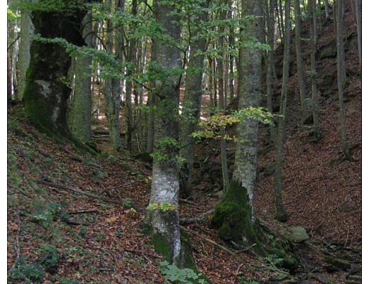 23022015 dispersi nel bosco