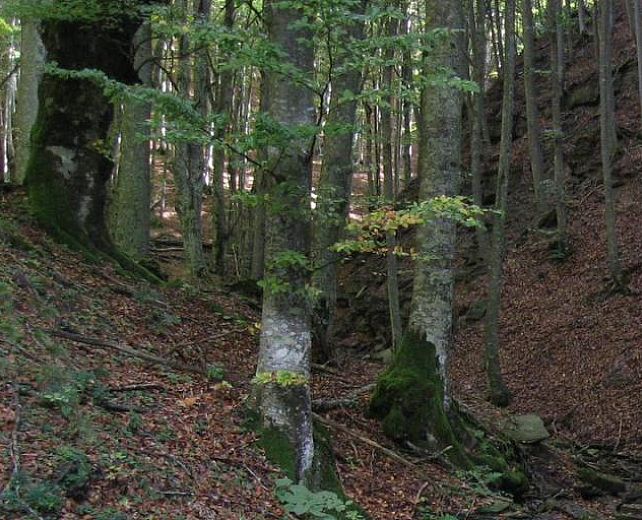 23022015 dispersi nel bosco