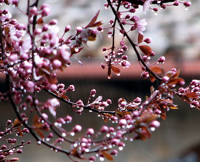 23032015 primavera con la pioggia