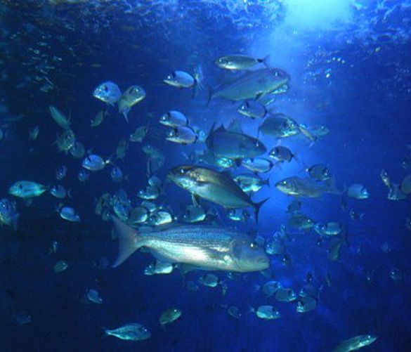 23032017 mare pesca scuole
