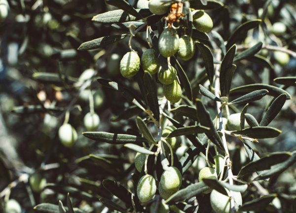 olio d oliva extravergine