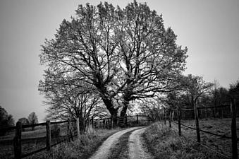 23042026 albero bw