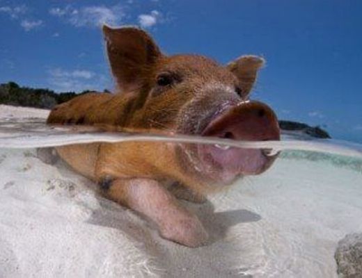 Paolo-Abbate foto - 23052015 maiale in acqua