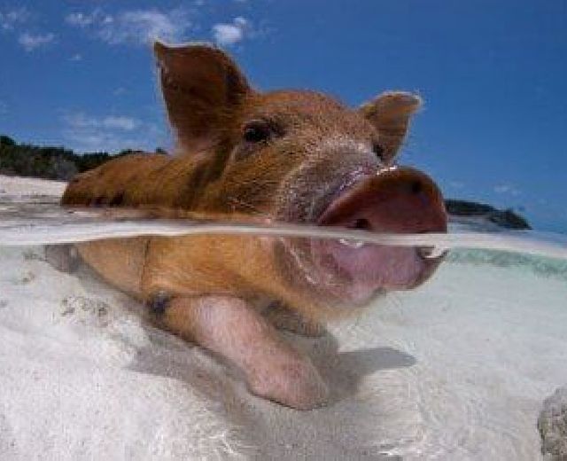 23052015 maiale in acqua 23052015 maiale in acqua