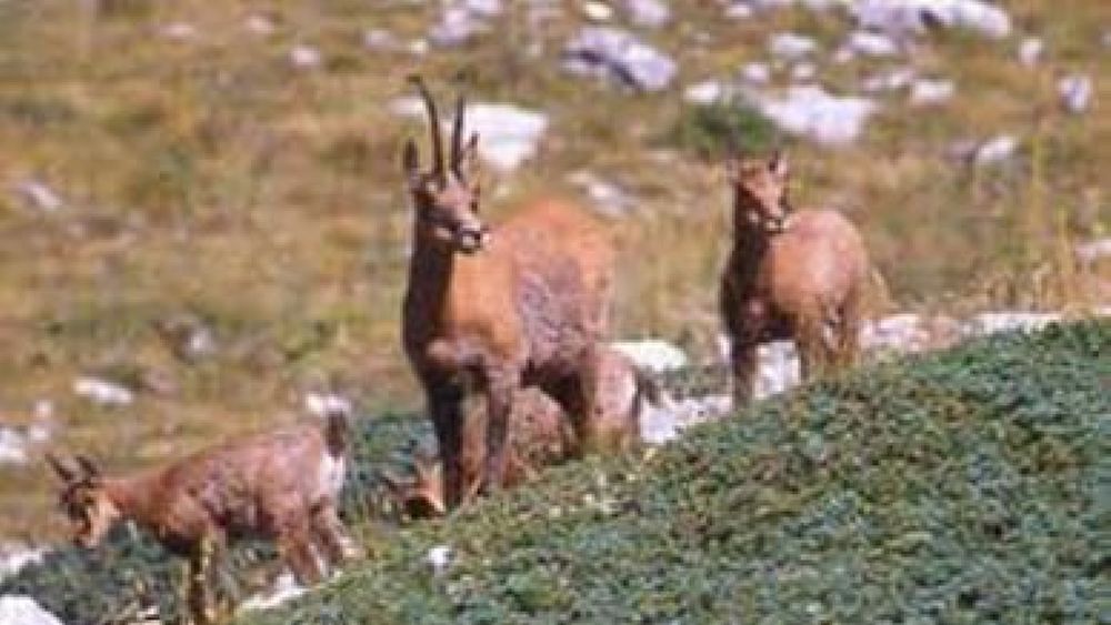 23062016 parco gran sasso 23062016 parco gran sasso