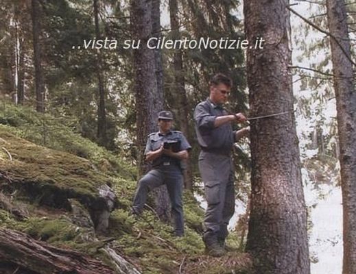 23072013 forestale controlli