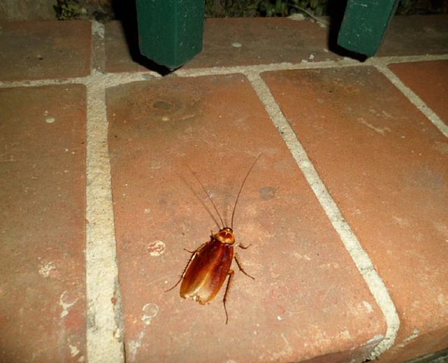 23072015 blatte per strada