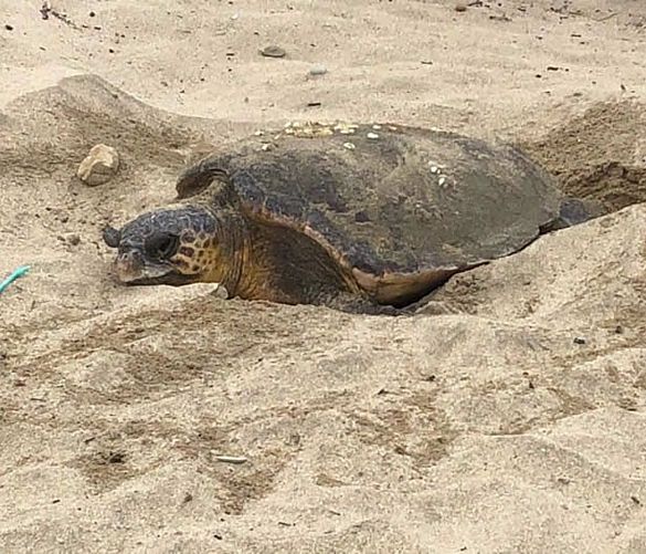 23072018 tartaruga nidifica nel cilento