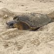 Ambiente foto - 23072018 tartaruga nidifica nel cilento