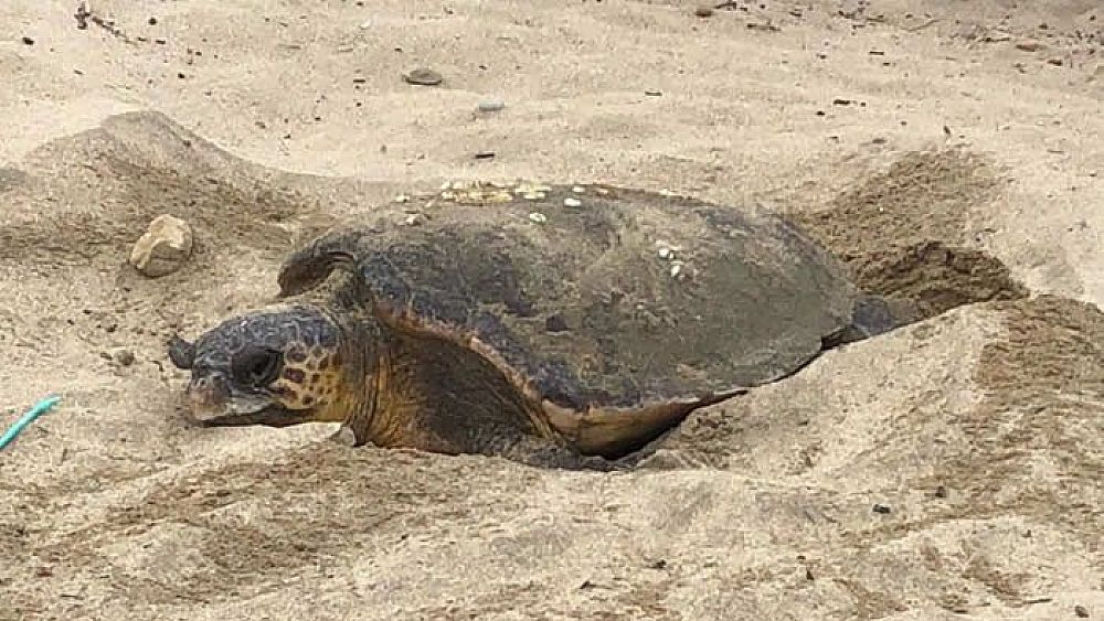 23072018 tartaruga nidifica nel cilento