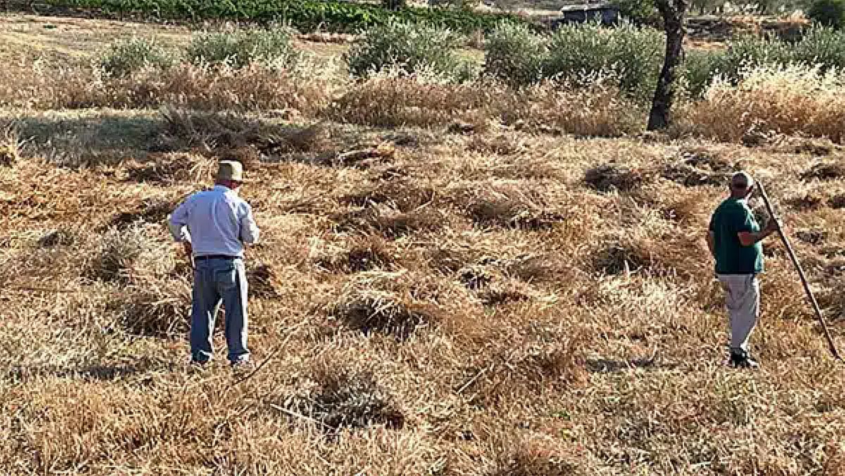 23072024 trebbiatura agricoltura