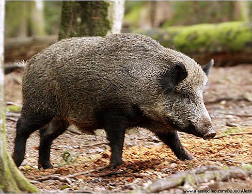 23082015 cinghiale