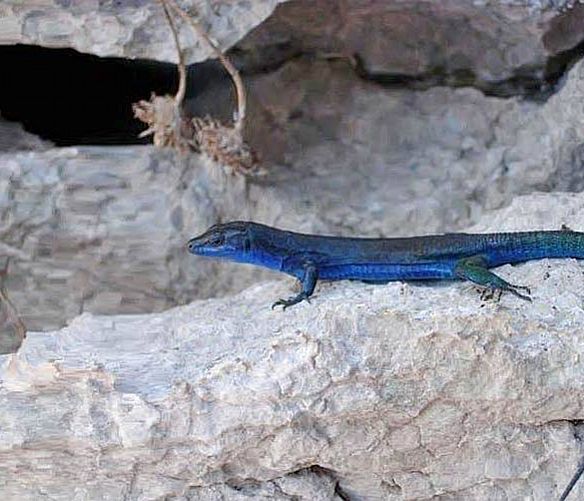 Paolo-Abbate foto - 23082016 lucertola azzurra capri