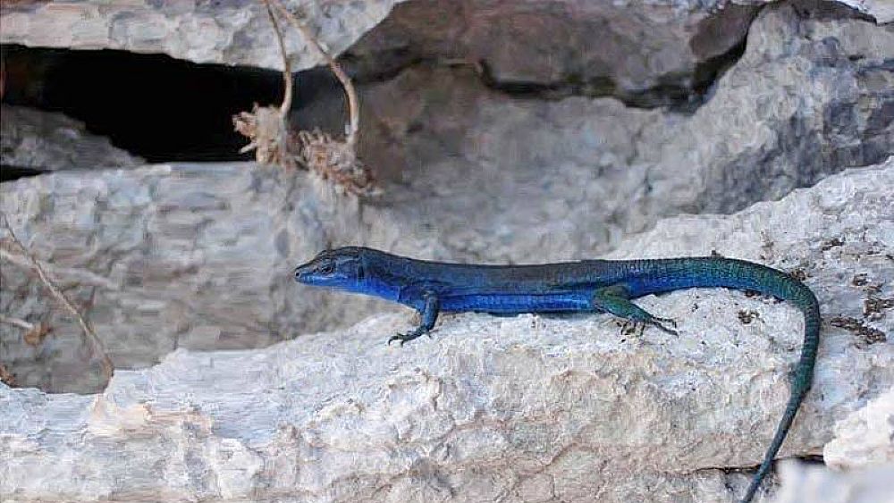 23082016 lucertola azzurra capri 23082016 lucertola azzurra capri