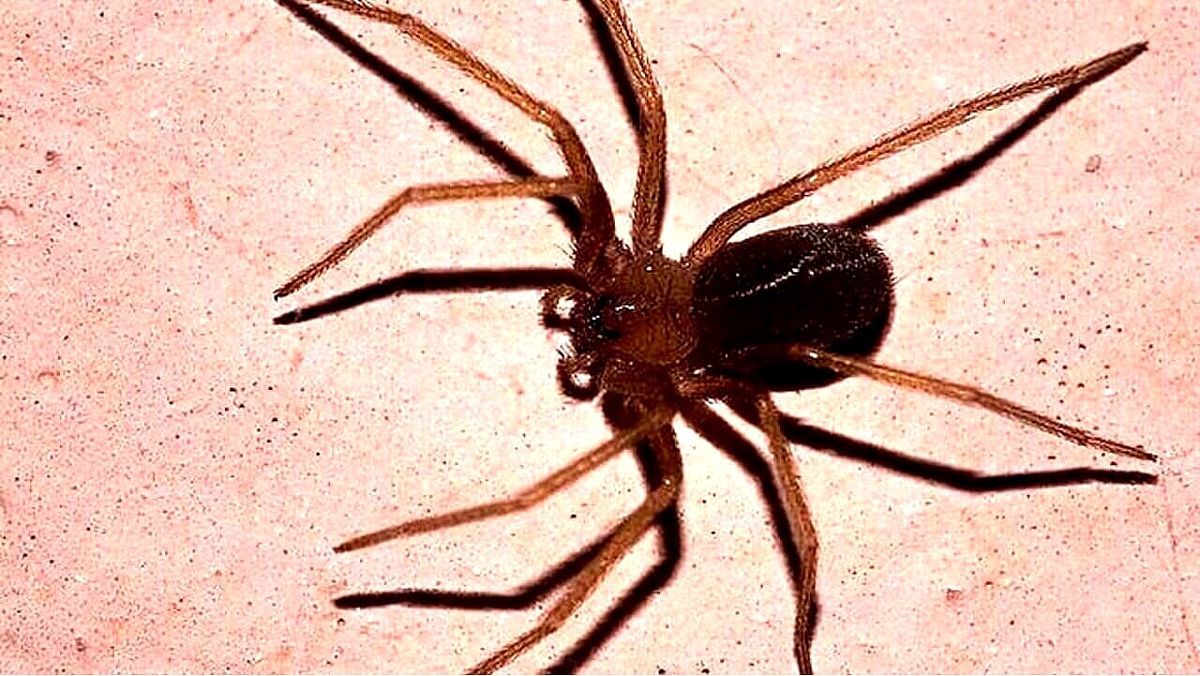 23082024 ragno violino