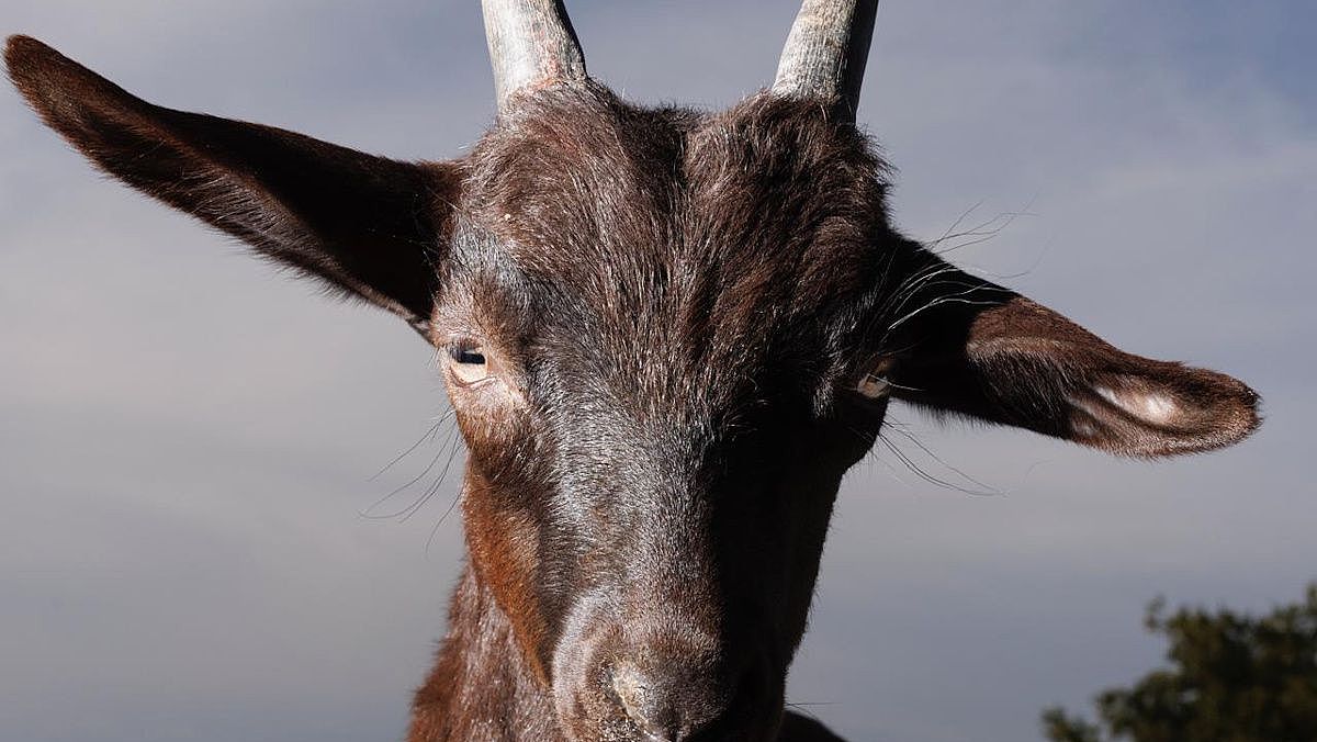 23082025 capra nera di tenuta principe mazzacane 23082025 capra nera di tenuta principe mazzacane