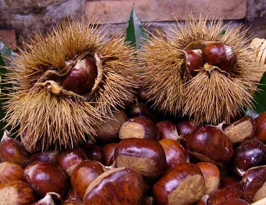 23092013 castagne marroni igp
