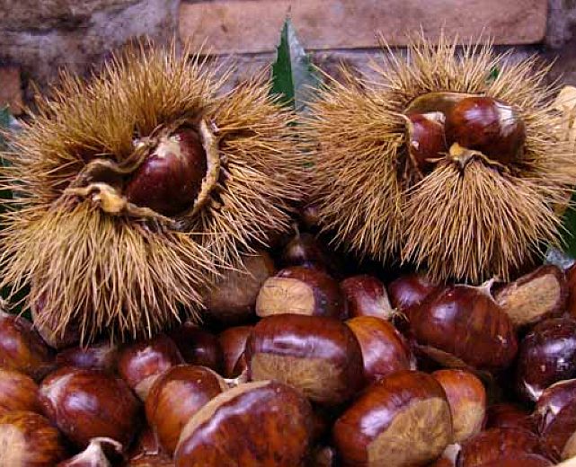 23092013 castagne marroni igp