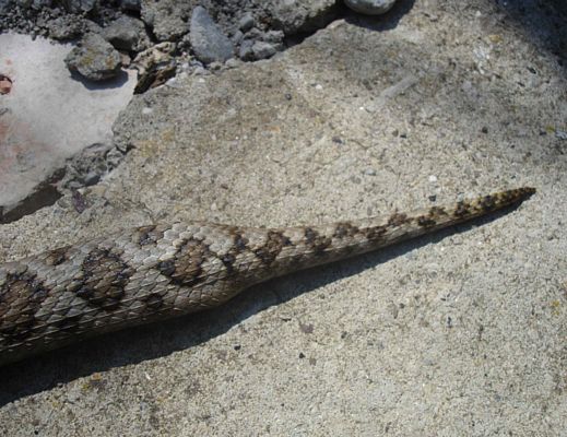 23092015 vipera