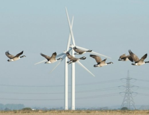 23102012 osservatorio avifauna eolico