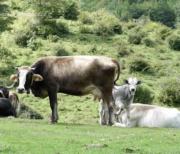 23102018 Monte Cervati   pascolo