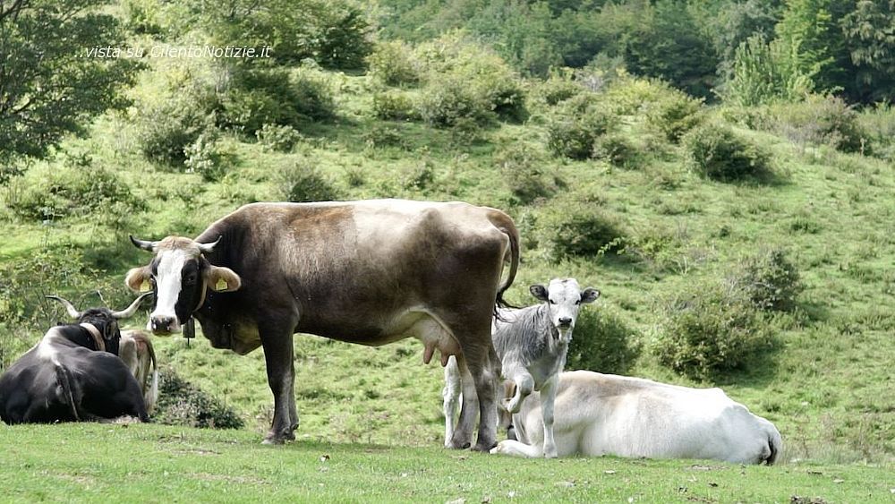 23102018 Monte Cervati   pascolo