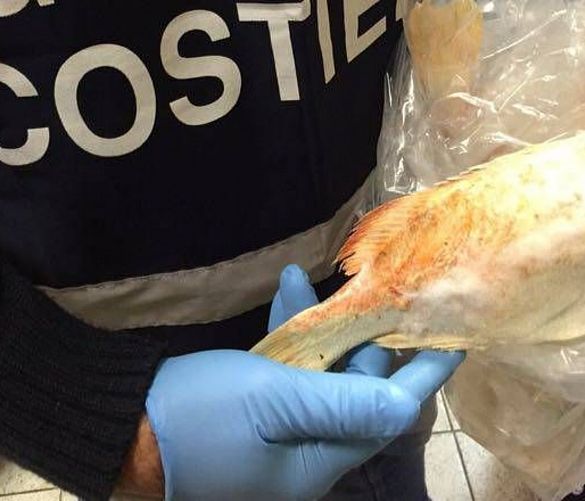 23122018 sequestro pesce