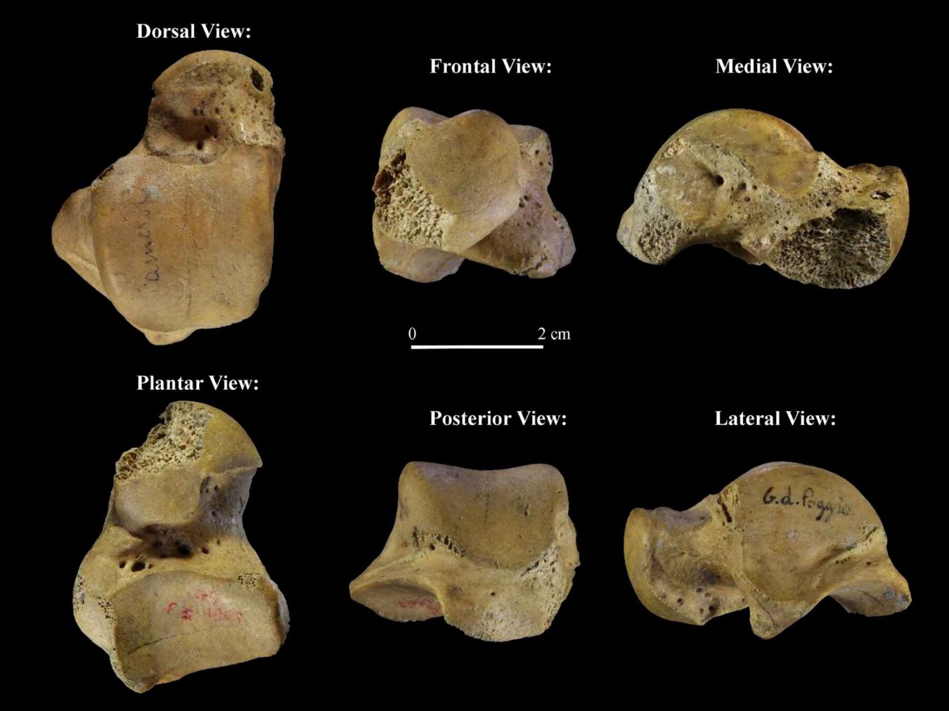 camerota scoperte archeologiche