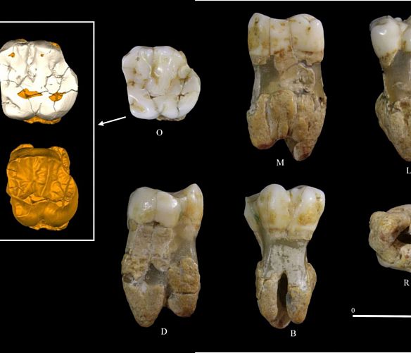 24012026 neanderthal archeologia camerota