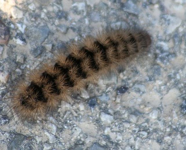 24022015 Processionaria