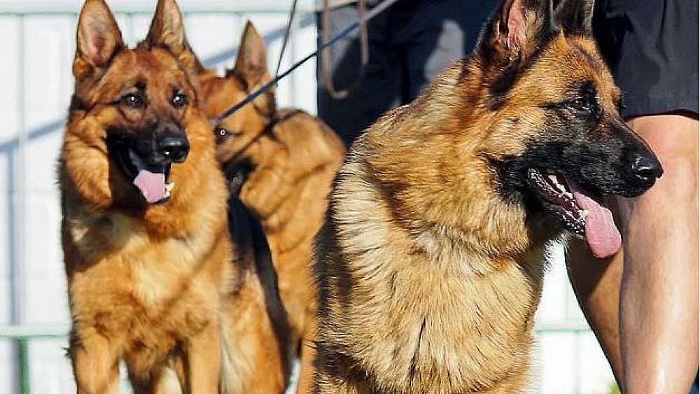 24022018 pastore tedesco cinofilia